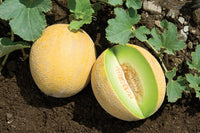 Diplomat – Melon Seed