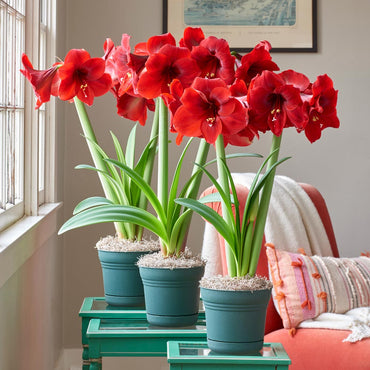Miracle Amaryllis in North Pole Pot Seeds