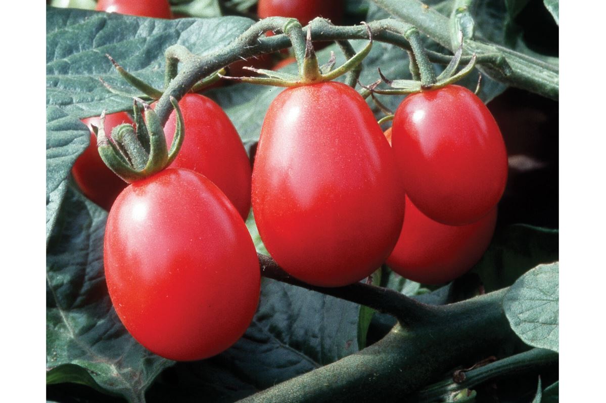 Chiquita – Tomato Seed