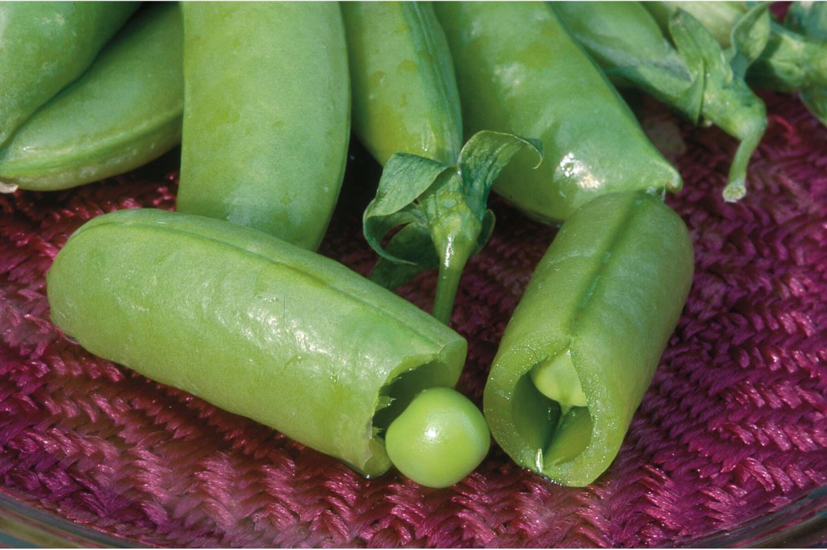 Super Sugar Snap – Pea Seed