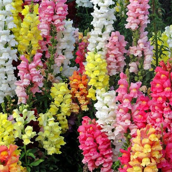 Snapdragon- Magic Carpet