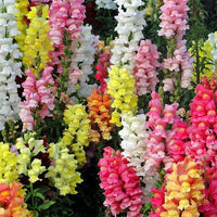 Snapdragon- Magic Carpet