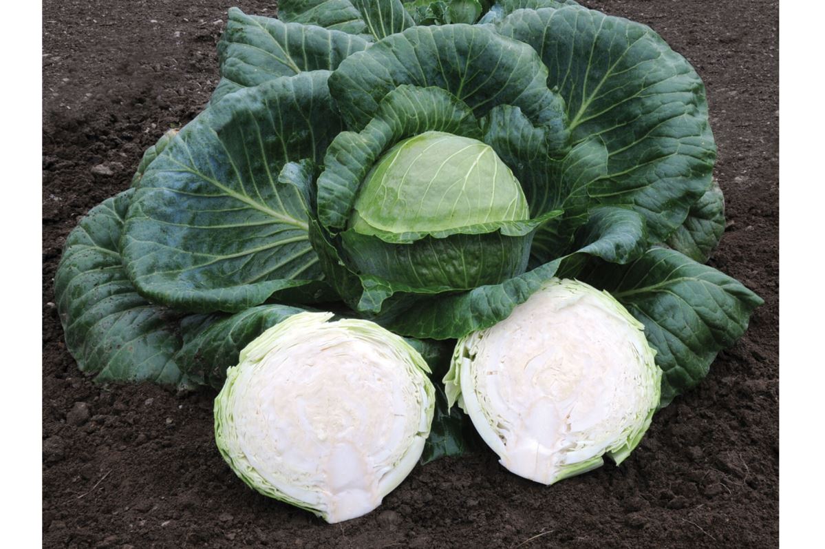 Kaitlin – Cabbage Seed