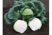 Kaitlin – Cabbage Seed