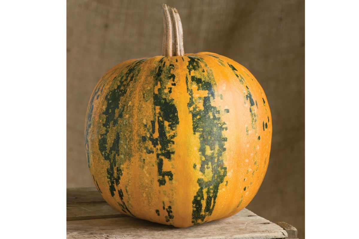 Kakai – Organic Pumpkin Seed