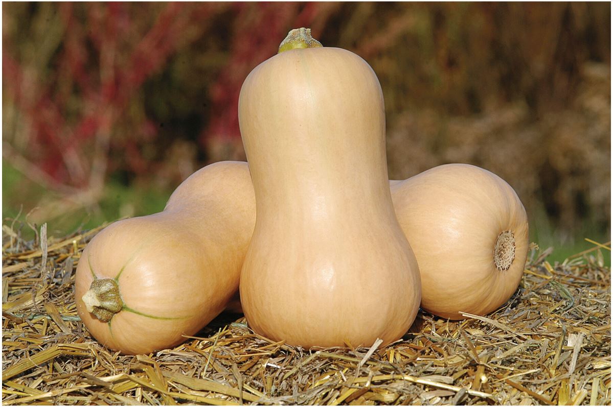 Metro PMR – Butternut Squash Seed