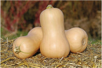 Metro PMR – Butternut Squash Seed