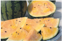 Sorbet Swirl – Watermelon Seed