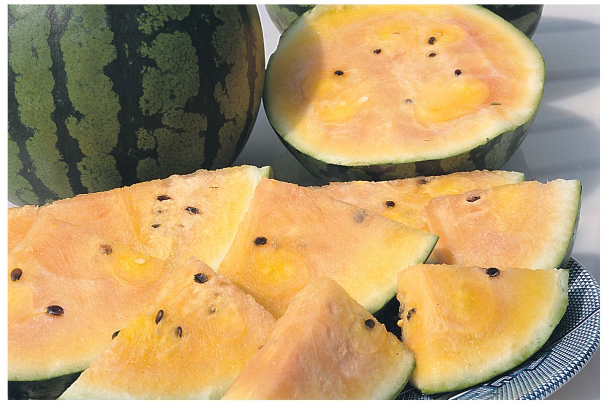 Sorbet Swirl – Watermelon Seed