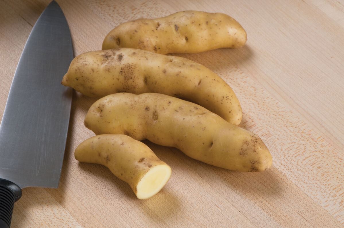 Russian Banana – Organic Seed Potatoes
