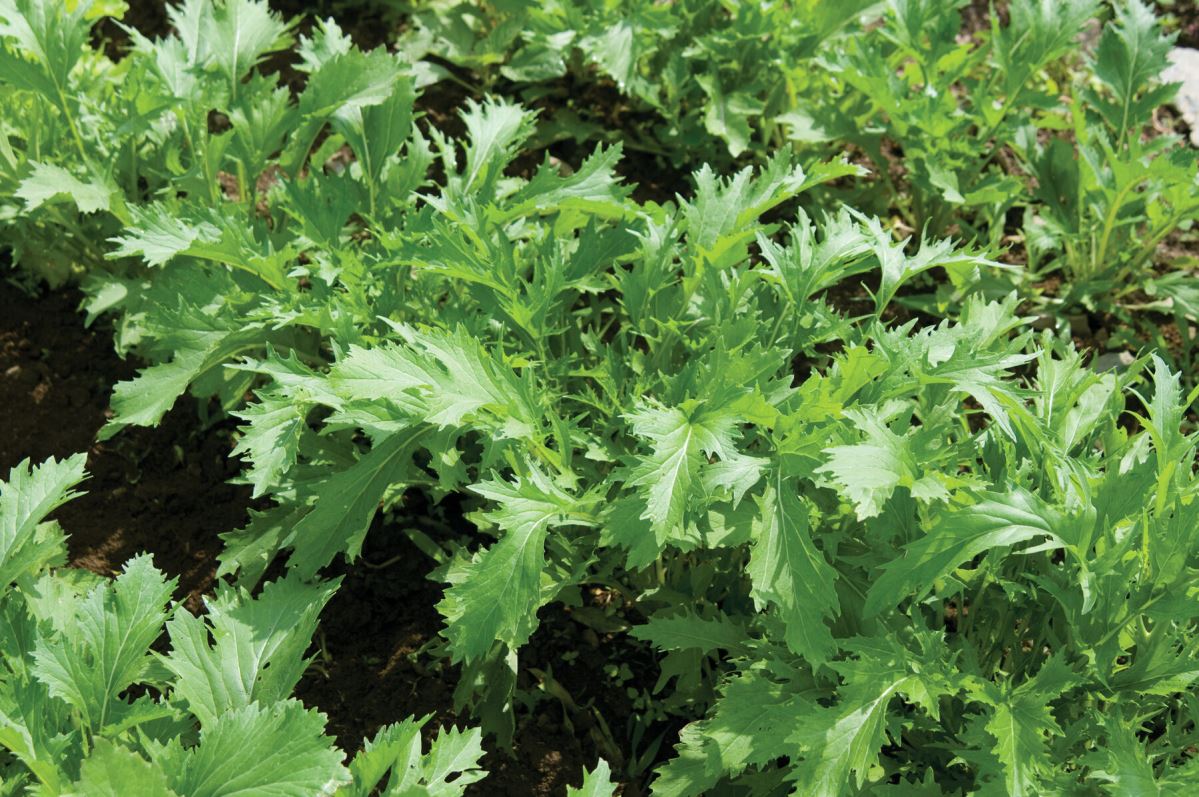 Mizuna – Organic Asian Green Seed