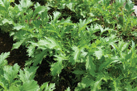 Mizuna – Organic Asian Green Seed