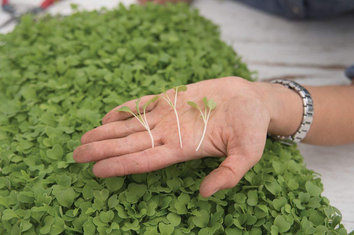 Mizuna – Organic Microgreen Seed