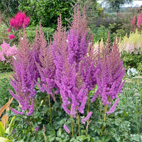 Pumila Astilbe