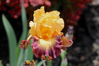 Jazz Band Bearded Iris