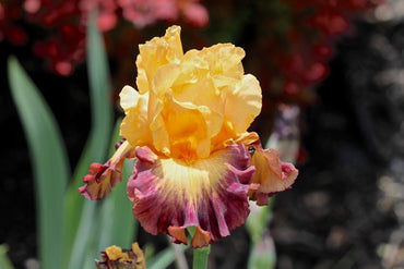 Jazz Band Bearded Iris