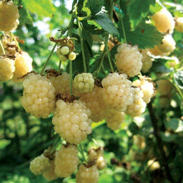 Polar Berry Blackberry Seed