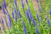 Blue Skywalker Spike Speedwell