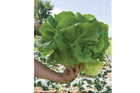 Holon – Organic Lettuce Seed