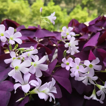 Purple-leafed Oxalis Seeds