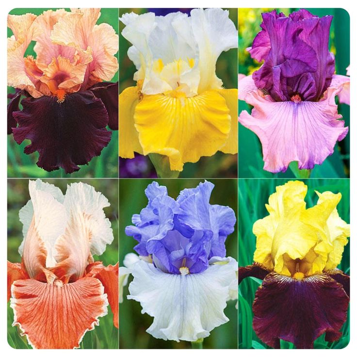Twice as Nice Reblooming Iris Collection