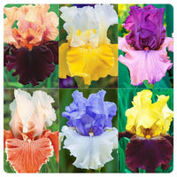 Twice as Nice Reblooming Iris Collection