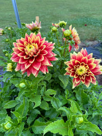 Dutch Carnival Dahlia