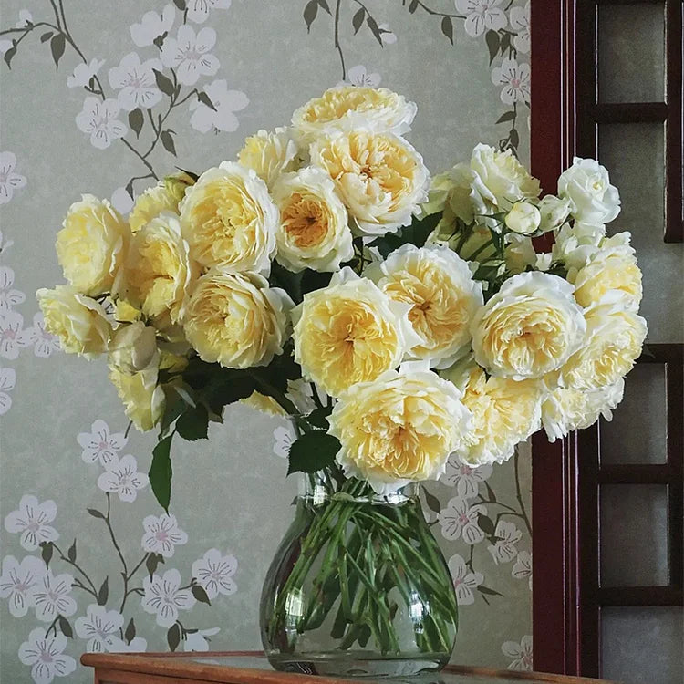 Climbing Rose Flower Seeds