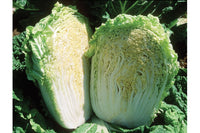 Minuet – Chinese Cabbage Seed