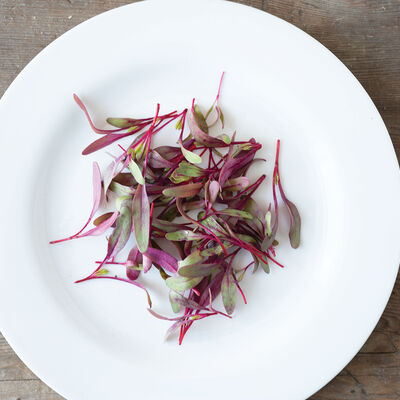 Celosia – Microgreen Seed