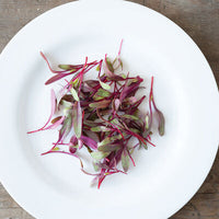 Celosia – Microgreen Seed