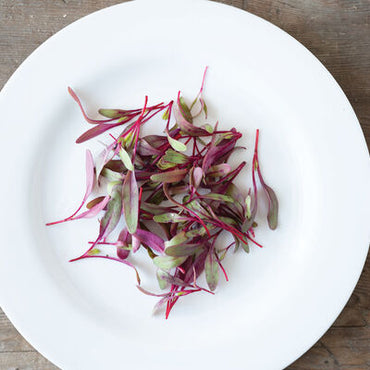 Celosia – Microgreen Seed