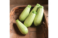 Magda – Zucchini Squash Seed