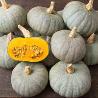 Shokichi Shiro – Kabocha Squash Seed