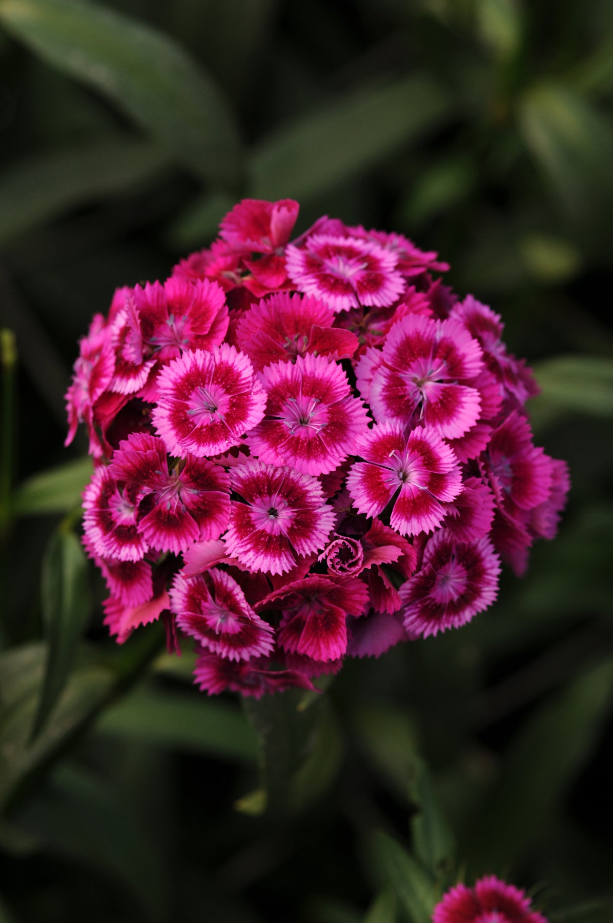 Seedling 5 Pack- Sweet William- Sweet Magenta