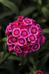 Seedling 5 Pack- Sweet William- Sweet Magenta