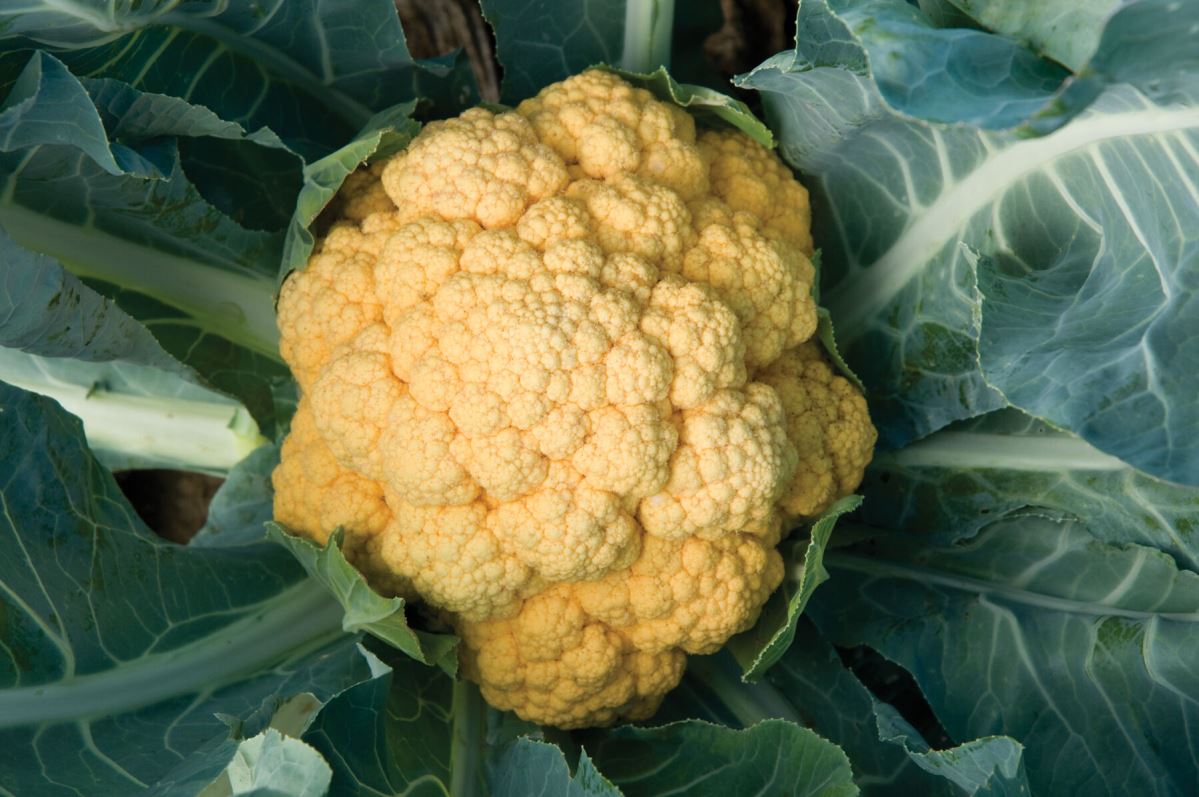 Cheddar – Orange Cauliflower Seeds
