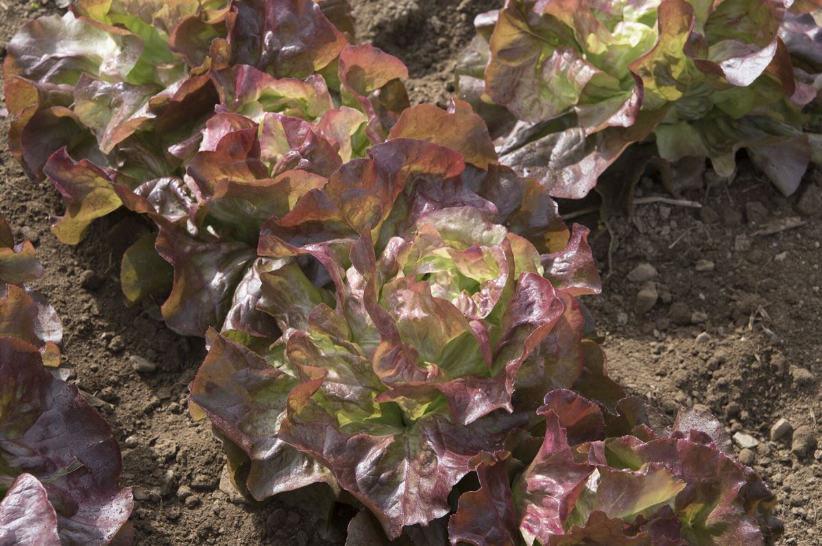 Red Cross – Organic Lettuce Seed
