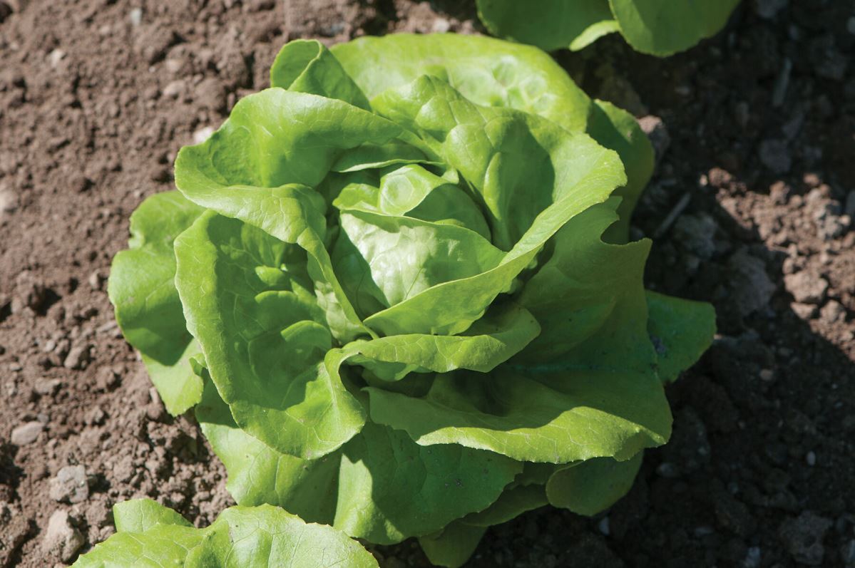 Rex – Lettuce Seed