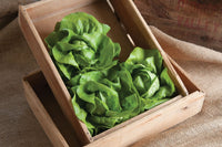 Rex – Lettuce Seed