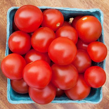 Cherry Bomb – Organic Tomato Seed