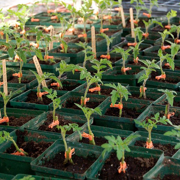 Estamino – Organic Tomato Seed