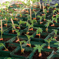 Estamino – Organic Tomato Seed