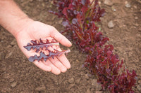 Cavendish – Lettuce Seed