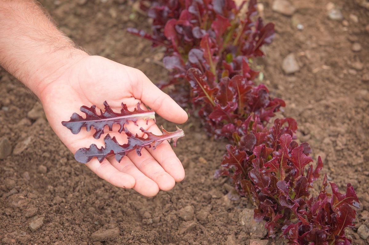 Cavendish – Lettuce Seed