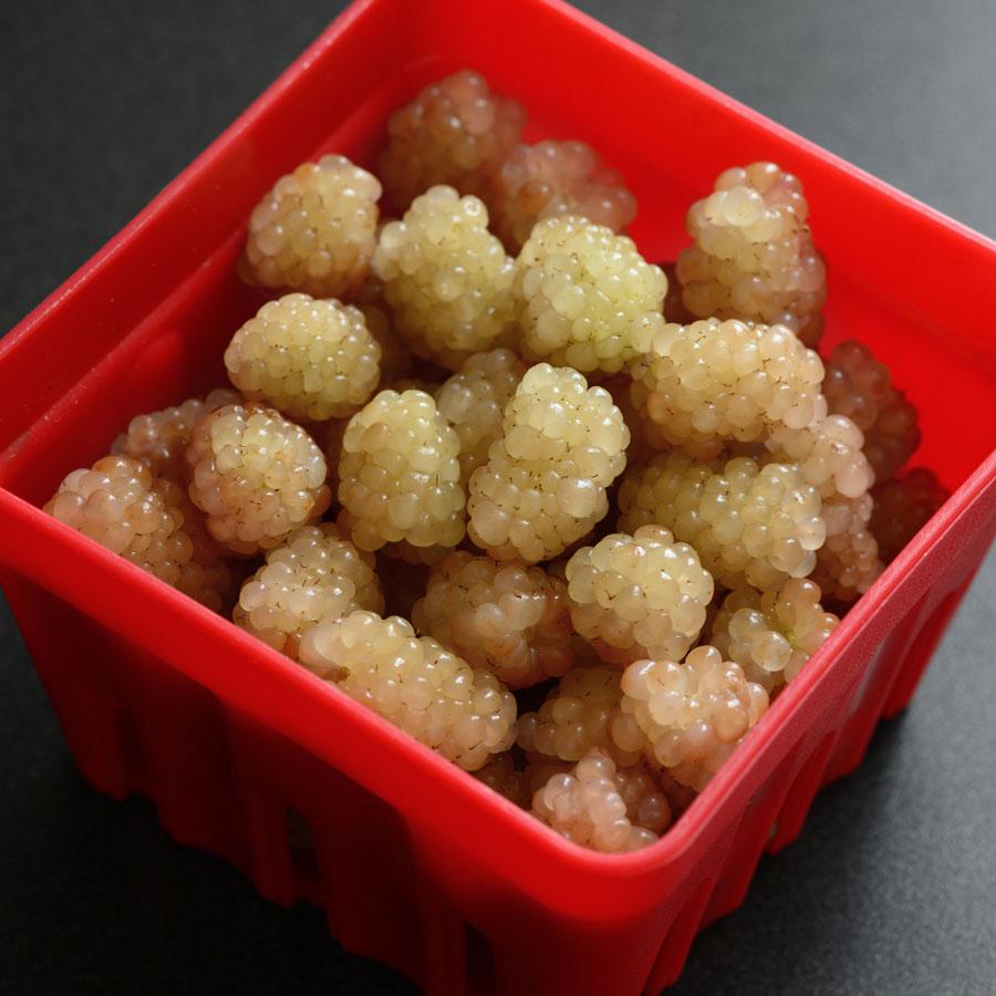 Polar Berry Blackberry Seed