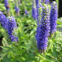 Blue Skywalker Spike Speedwell