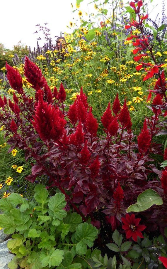 Sunday Cherry – Celosia Seed