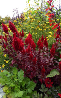 Sunday Cherry – Celosia Seed