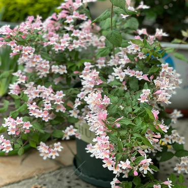 Hedgehog Flower Seeds – Kolkwitzia amabilis